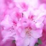 1月14日「瓢箪から駒」