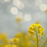 4月8日 「にもかかわらず」 佐藤和宏牧師