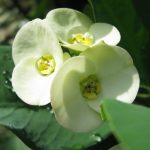 3月11日「神の賜物」