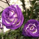 12月2日 「新しい希望」 佐藤和宏牧師