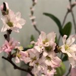 3月10日 「いのちの主」 佐藤和宏牧師