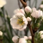 4月7日 「本来に生きる」 佐藤和宏牧師