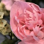 8月4日 「愛と平和と」 佐藤和宏牧師